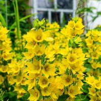 Желтое море :: Владимир Иванович