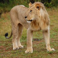 Молодой царь :: Ирина С