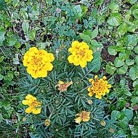 Цветы. :: Владимир Драгунский Цветы. :: Владимир Драгунский