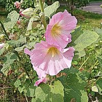 Цветы. :: Владимир Драгунский