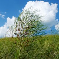 Спаржа на ветру :: Елена Елена Спаржа на ветру :: Елена Елена