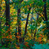 Лес на закате :: Aida10 