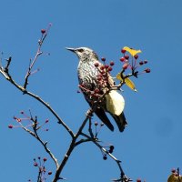 Скворушка :: Зоя Мишина