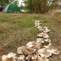 Грибная поляна :: Надежда