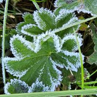 Октябрьское утро. :: Галина Левина