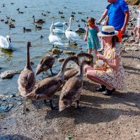 пацаны зерно принесли :: Дмитрий Лупандин пацаны зерно принесли :: Дмитрий Лупандин