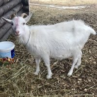 Машка :: Татьяна Машка :: Татьяна