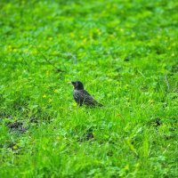 Птицы наших парков1 :: Владимир Филимонов