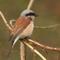 ... :: Вячеслав Минаев