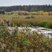 Шумел камыш :: Татьяна Машошина