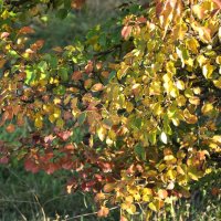 Осенне яркое :: Татьяна Машошина