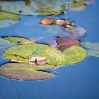 Осенняя палитра :: Марина Никулина