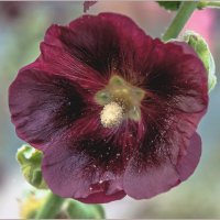 Сентябрьские цветы :: Aquarius - Сергей