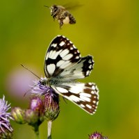 опять про бабочек 34 :: Александр Прокудин