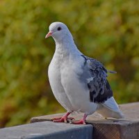 Люблю позировать! :: Валентина  Нефёдова 