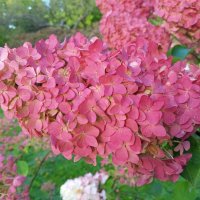 Гортензия :: Сапсан 