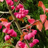 Бересклет в октябре. :: Милешкин Владимир Алексеевич Бересклет в октябре. :: Милешкин Владимир Алексеевич