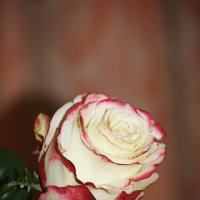 ... :: Константин Штарк