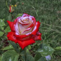 Вспомнилось лето :: Сергей Цветков Вспомнилось лето :: Сергей Цветков