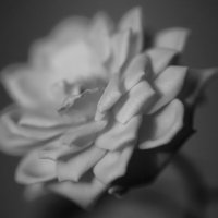 Нежность :: Евгений Виличинский