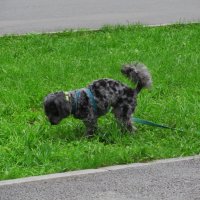 ........ :: Елена Шаламова