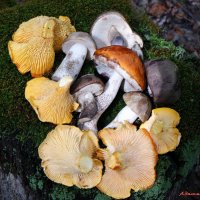 Про грибные натюрморты... :: Андрей Заломленков Про грибные натюрморты... :: Андрей Заломленков