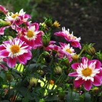 Во всей красе :: Людмила Смородинская