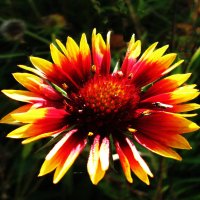 Гайлардия :: Людмила Смородинская