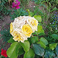 Цветы. :: Владимир Драгунский