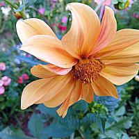 Цветы. :: Владимир Драгунский