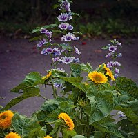 Фотозарисовка :: Владимир Кроливец