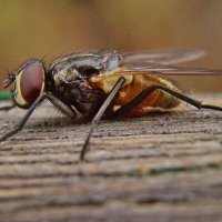 Муха :: Александр Лычагин