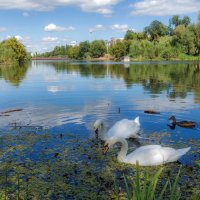 Городские лебеди :: Наталья Димова