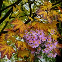 Осенний :: Aleksandr Gal