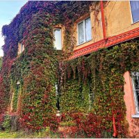 Виноград замка Лаукен. :: Валерия Комова Виноград замка Лаукен. :: Валерия Комова