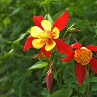 Аквилегия :: Евгений 