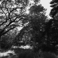 Чёрно-белая природа :: Александр Синдерёв