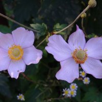 Ветреница :: Рита Симонова