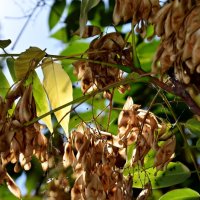 *** :: Павленко Михаил 