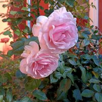 Осенние розы :: Мария Васильева