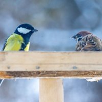 На кормушке :: Владимир Иванович