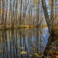 **** :: Елизавета . **** :: Елизавета .