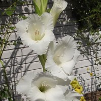 Гладиолус :: Freddy 97