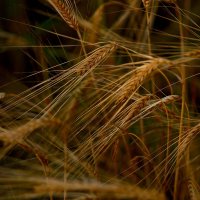 колоски :: Натали Королева
