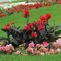 они на радость нам даны :: Олег Лукьянов