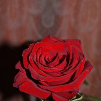 ... :: Константин Штарк