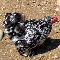 Курочка Ряба :: Наталья 