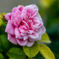 последние краски сентября :: Дмитрий Лупандин последние краски сентября :: Дмитрий Лупандин