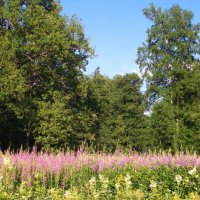 Середина лета. :: VasiLina *