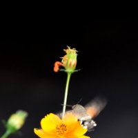 *** :: Павленко Михаил 